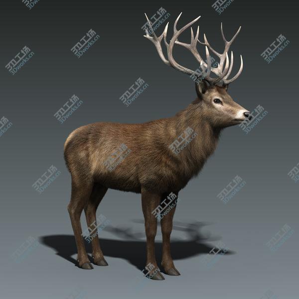images/goods_img/20210312/Red Deer Stag(FUR)(RIGGED)/3.jpg